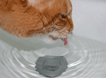 A cat
drinking water